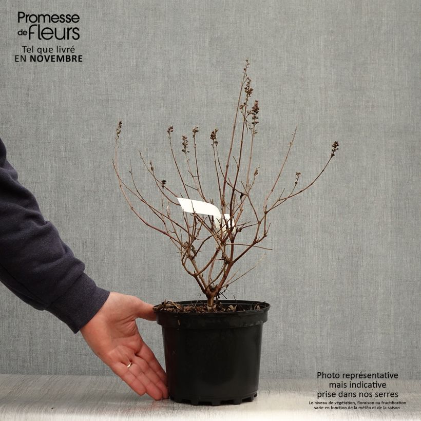 Example of Vitex agnus-castus Santamaria - Gattilier Pot de 3L/4L as you get in automne