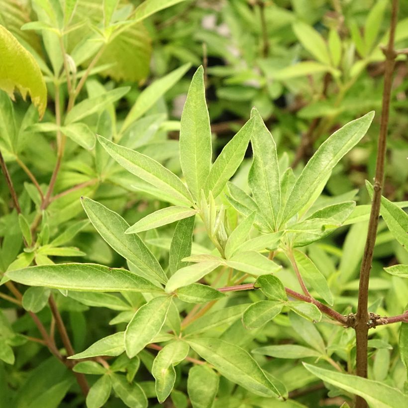 Vitex agnus-castus Santamaria - Gattilier (Foliage)