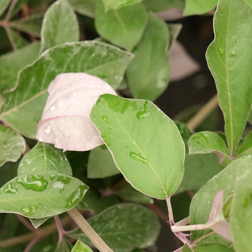 Vitex trifolia Purpurea - Lilas d'Arabie (Foliage)