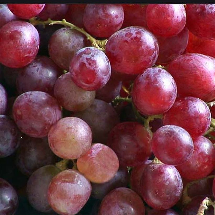 Vigne - Vitis vinifera Argentina (Harvest)