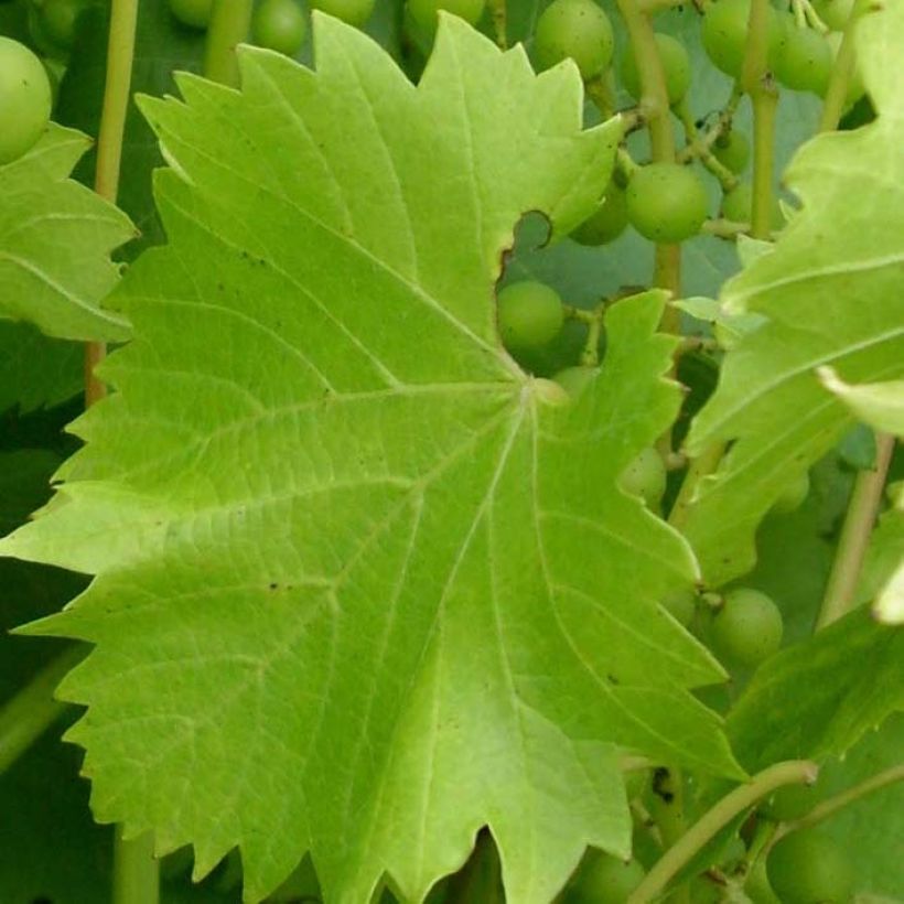 Vigne Fragola Bianca - Vitis vinifera (Foliage)