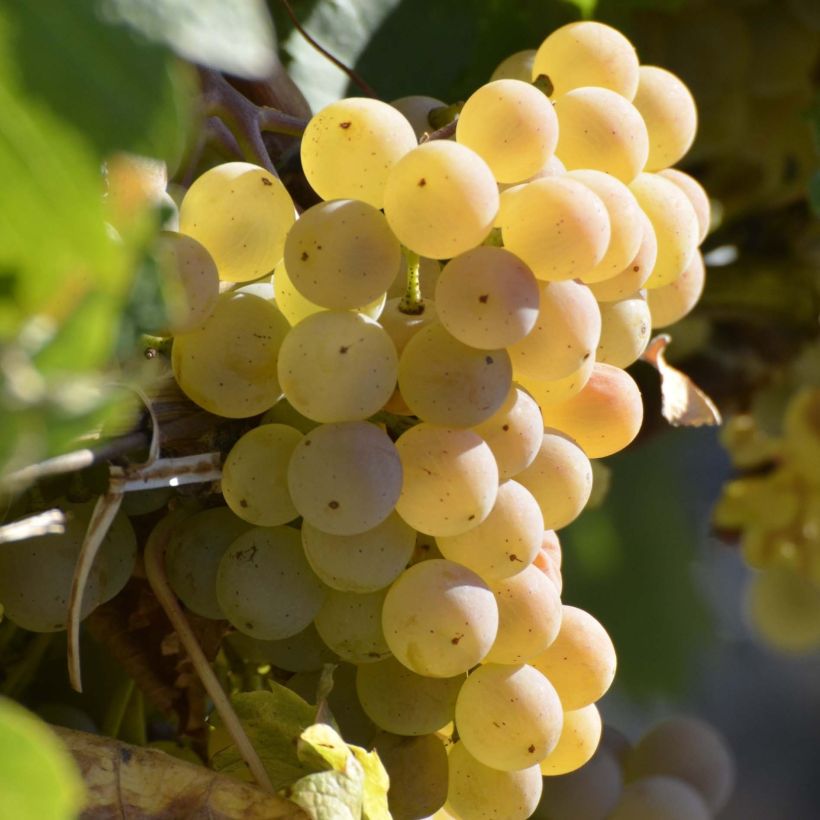 Vigne Fragola Bianca - Vitis vinifera (Harvest)