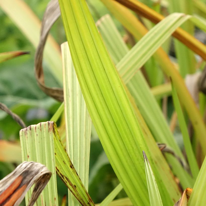 Wachendorfia thyrsiflora - Wachendorfie à thyrses (Foliage)