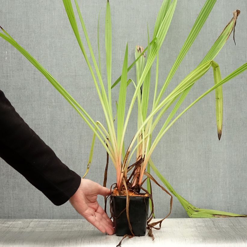 Example of Wachendorfia thyrsiflora - Wachendorfie à thyrses Pot de 10 cm/11cm as you get in automne