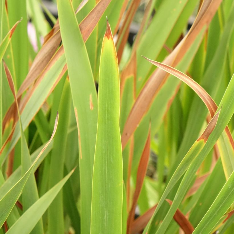 Watsonia borbonica - Watsonie de Bourbon (Foliage)