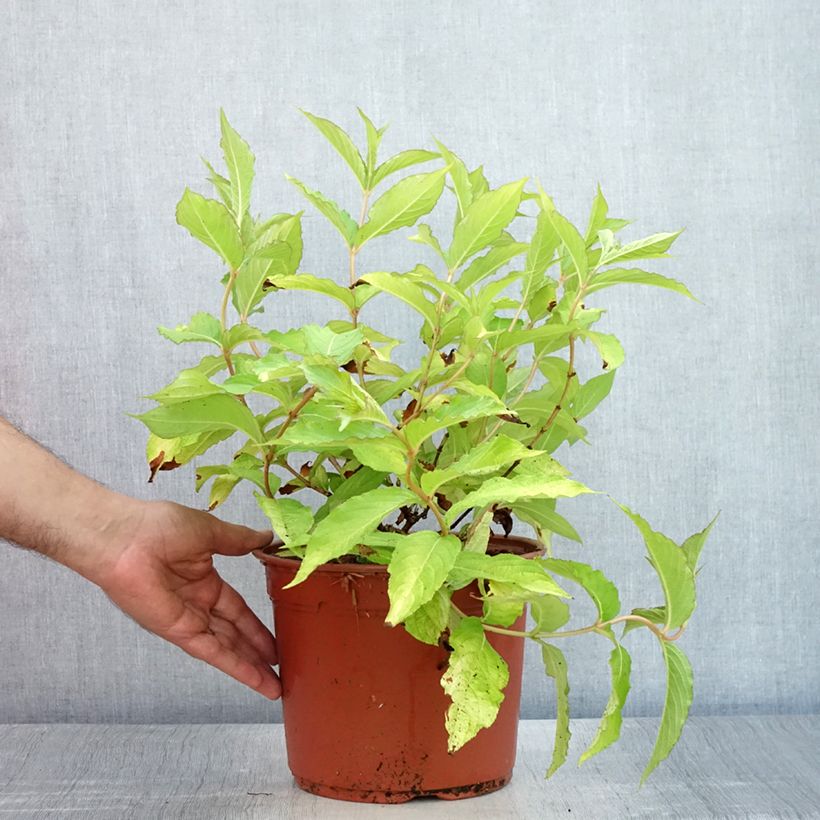 Example of Weigela Briant Rubidor Olympiade Pot de 4L/5L as you get in ete