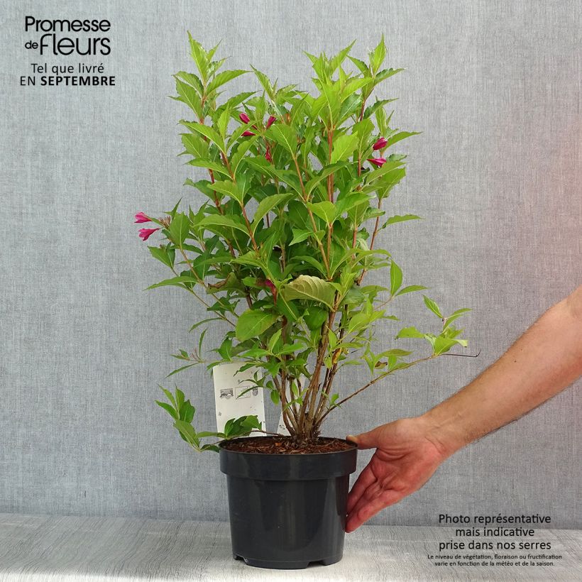 Example of Weigela florida Big Love Pot de 3L/4L as you get in ete