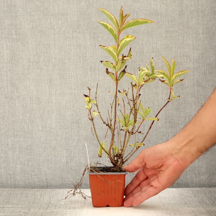 Example of Weigela florida Brigela Godet de 8/9 cm as you get in ete