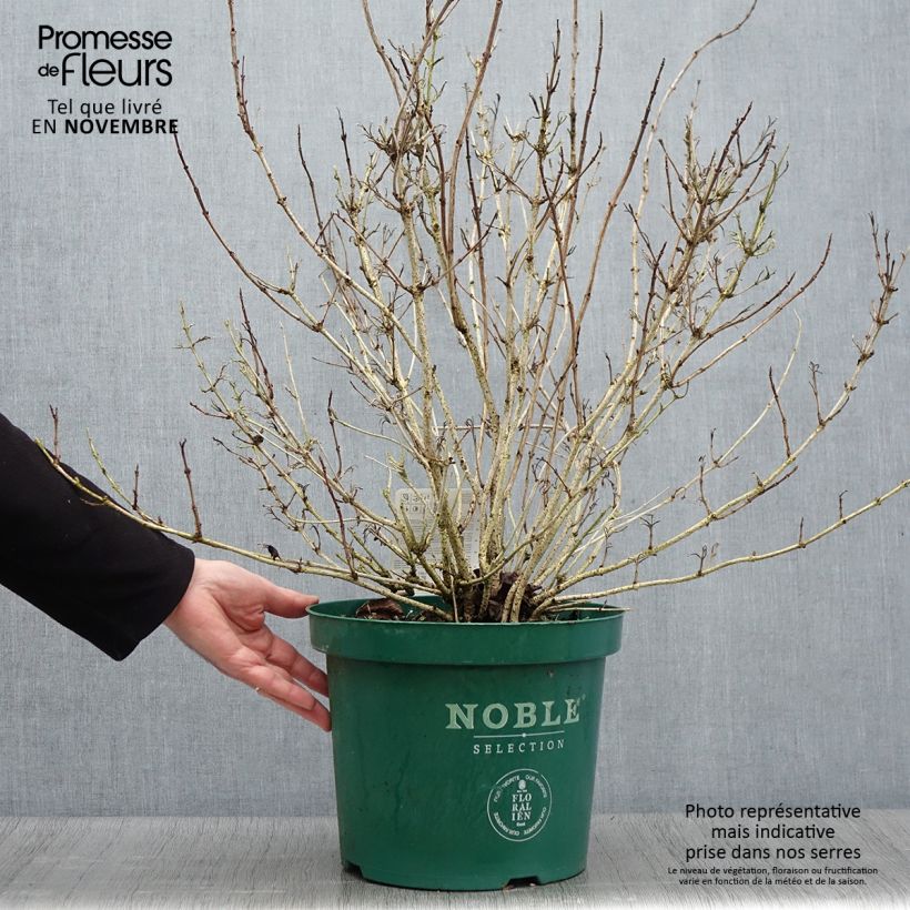 Example of Weigela florida Ebony and Ivory Pot de 7,5L/10L as you get in automne