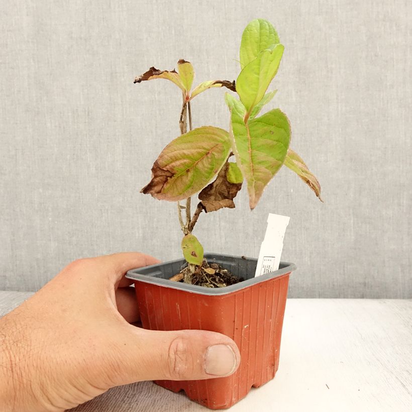 Example of Weigela florida Lime Monster Godet de 8/9 cm as you get in ete