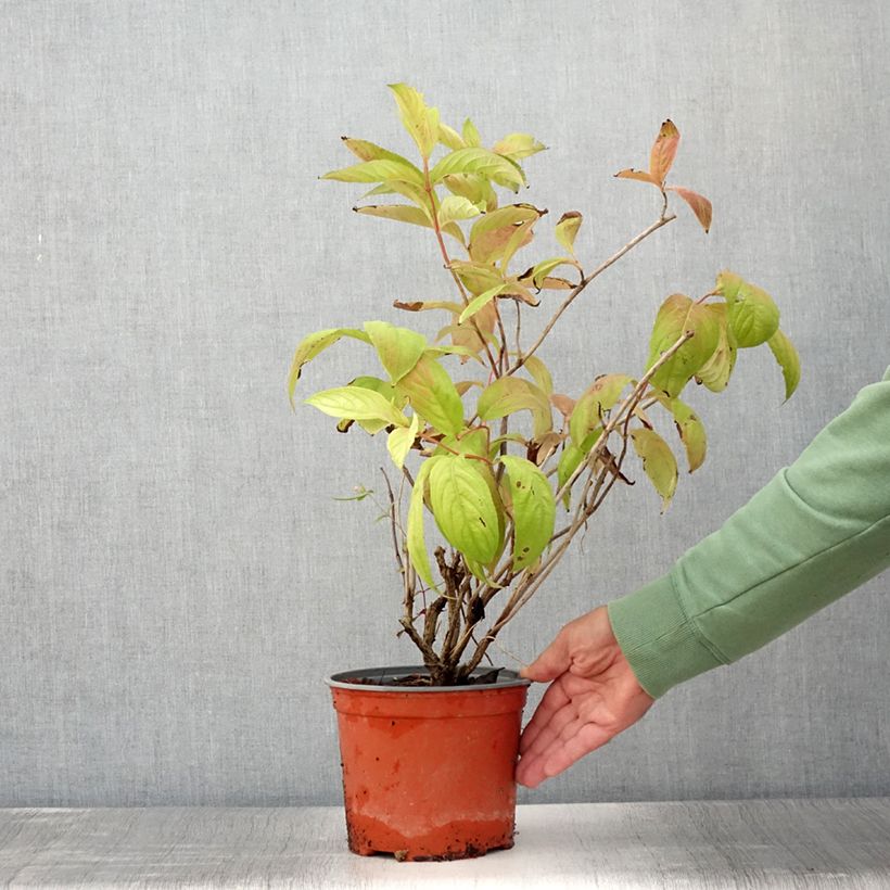 Example of Weigela florida Lime Monster Pot de 3L/4L as you get in ete