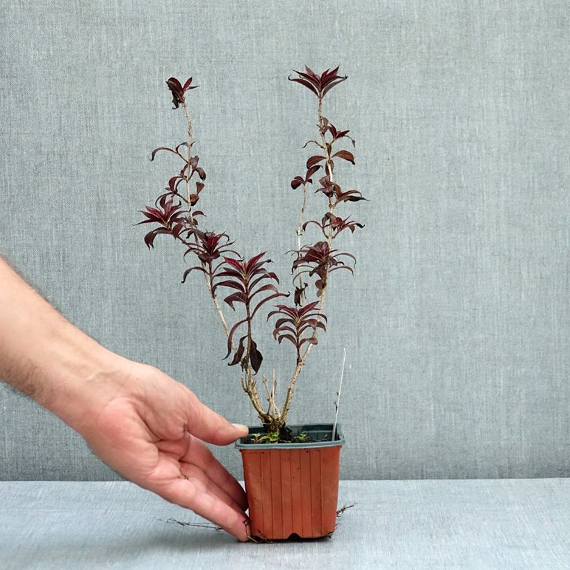 Example of Weigela florida Minor Black Godet de 8/9 cm as you get in ete