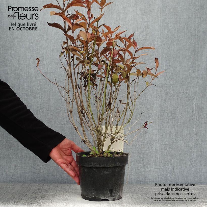 Example of Weigela florida Naomi Campbell Pot de 2L/3L as you get in automne