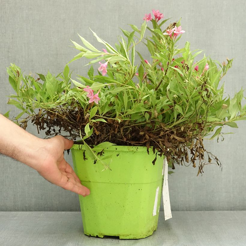 Example of Weigela florida Picobella Rosa - Weigélia nain  Pot de 7,5L/10L as you get in ete