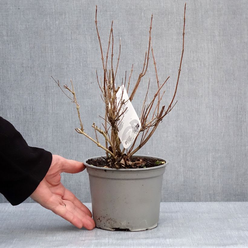 Example of Weigela florida Suzanne Pot de 2L/3L as you get in hiver