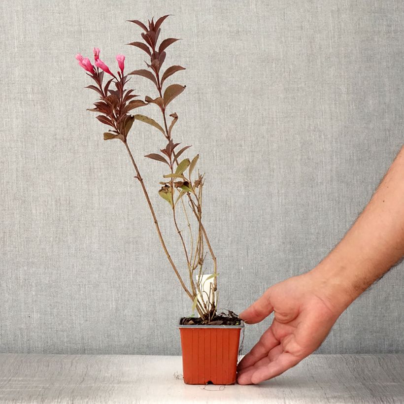 Example of Weigela florida Victoria Godet de 8/9 cm as you get in ete