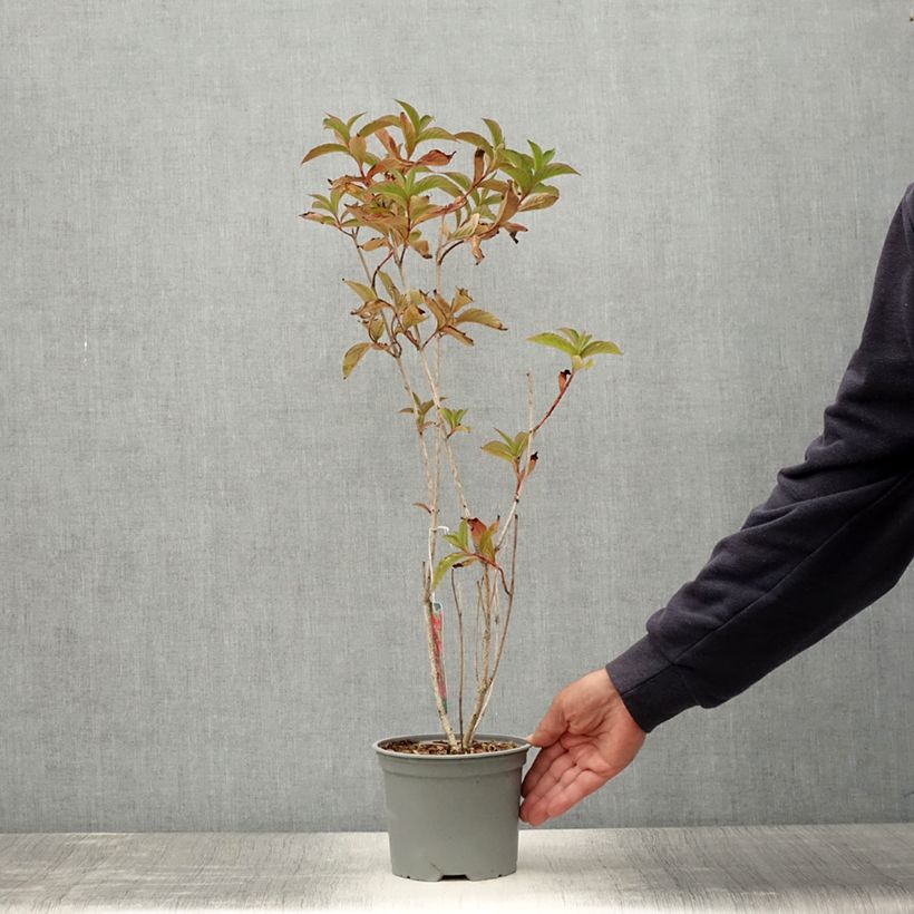 Example of Weigela hybride Eva Rathke Pot de 2L/3L as you get in ete