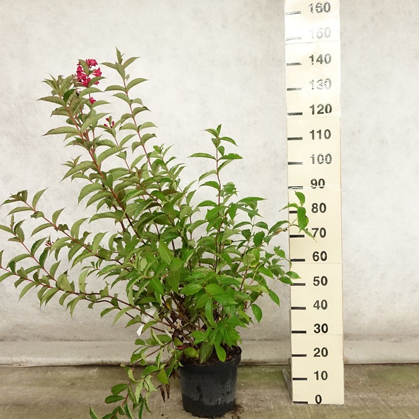 Example of Weigela hybride Red Prince Pot de 7,5L/10L as you get in ete
