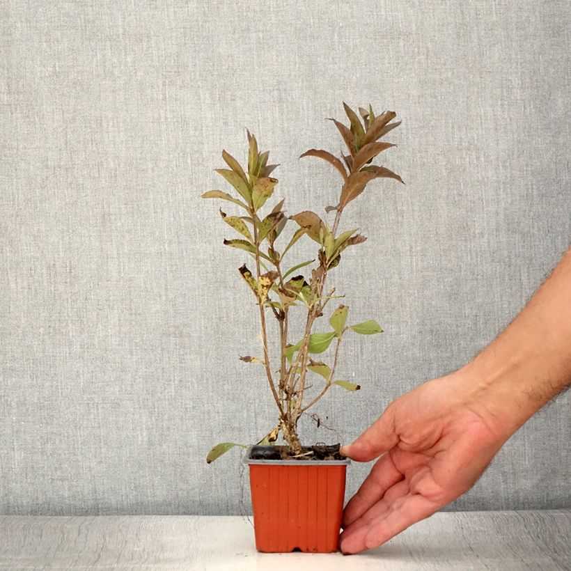 Example of Weigela Minuet Godet de 8/9 cm as you get in ete