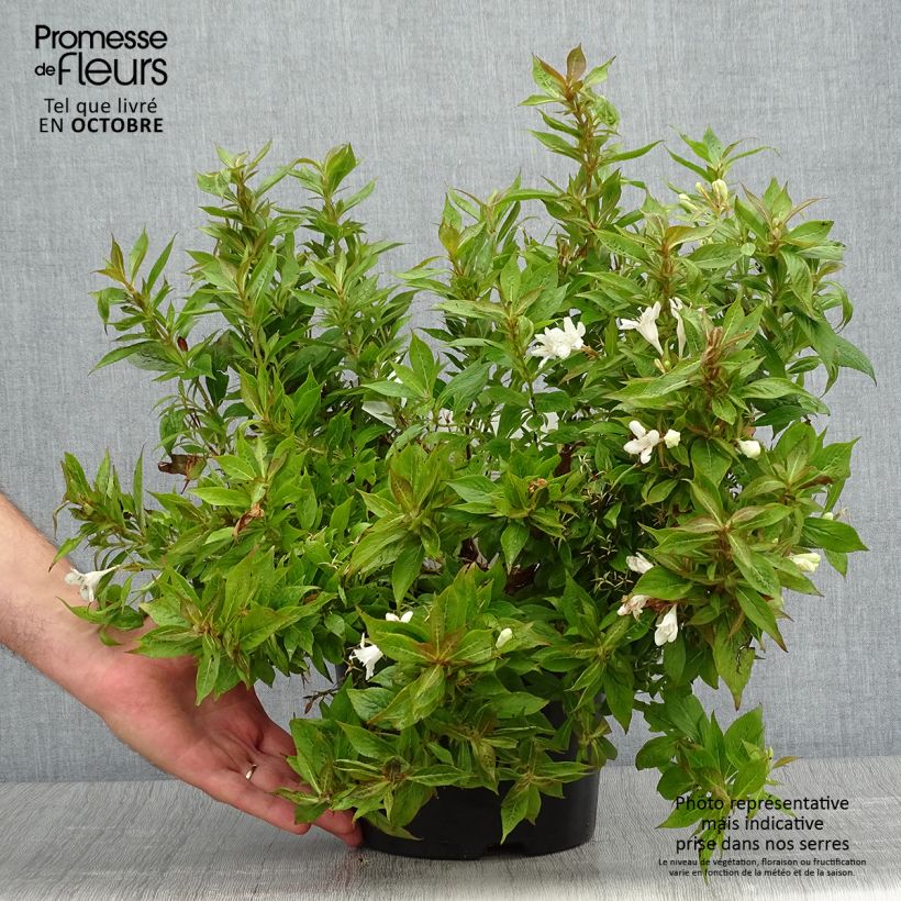 Example of Weigela Picobella Bianco Pot de 3L/4L as you get in automne