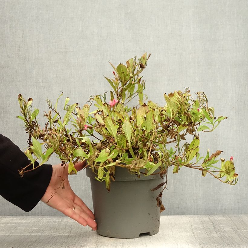 Example of Weigela Picobella Rosso Pot de 2L/3L as you get in automne
