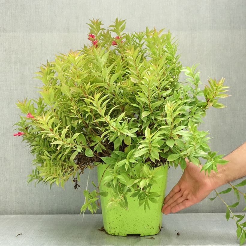 Example of Weigela Picobella Rosso Pot de 7,5L/10L as you get in ete