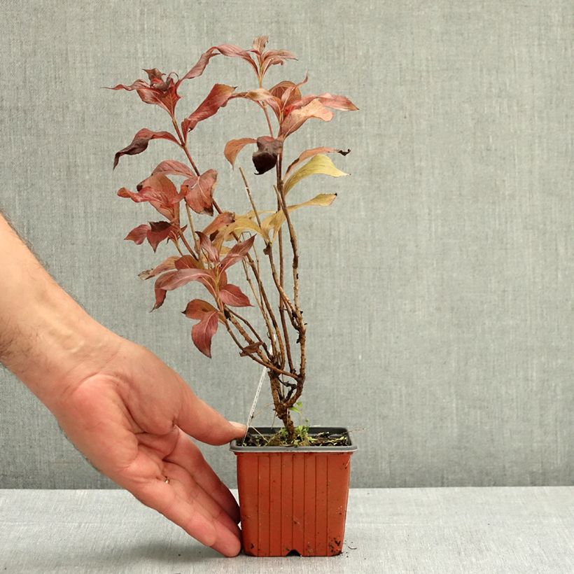 Example of Weigela Rumba Godet de 8/9 cm as you get in ete