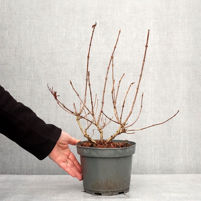 Example of Weigela Rumba Pot de 3L/4L as you get in hiver