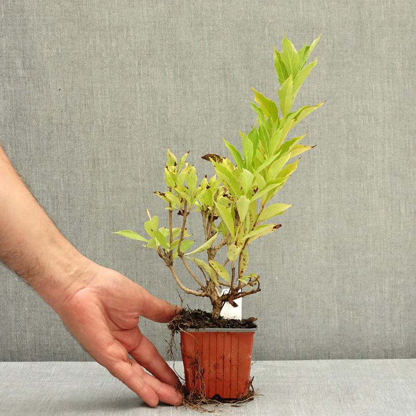 Example of Weigela Snowflake Godet de 8/9 cm as you get in ete