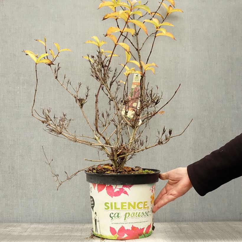 Example of Weigela Stelzneri Pot de 7,5L/10L as you get in automne