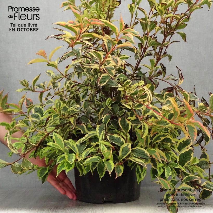 Example of Weigela White Lightning Pot de 7,5L/10L as you get in automne
