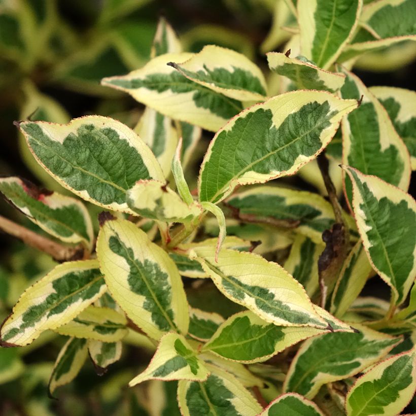 Weigela White Lightning (Foliage)