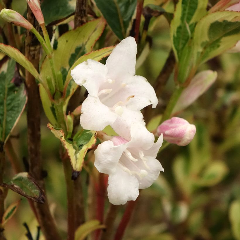 Weigela White Lightning (Flowering)