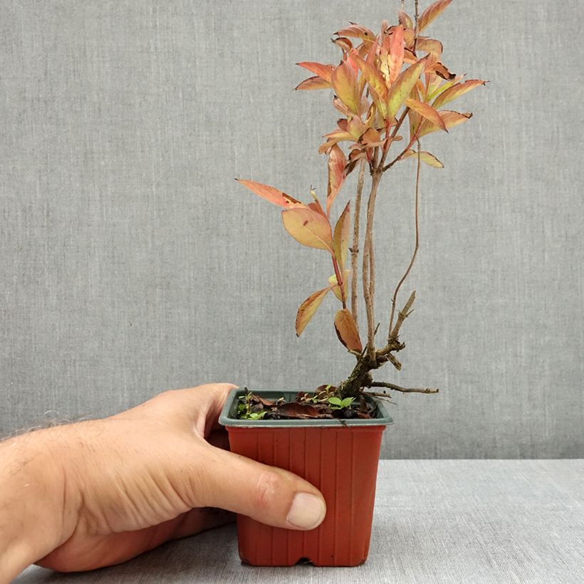 Example of Weigela Wings of Fire  Godet de 8/9 cm as you get in ete