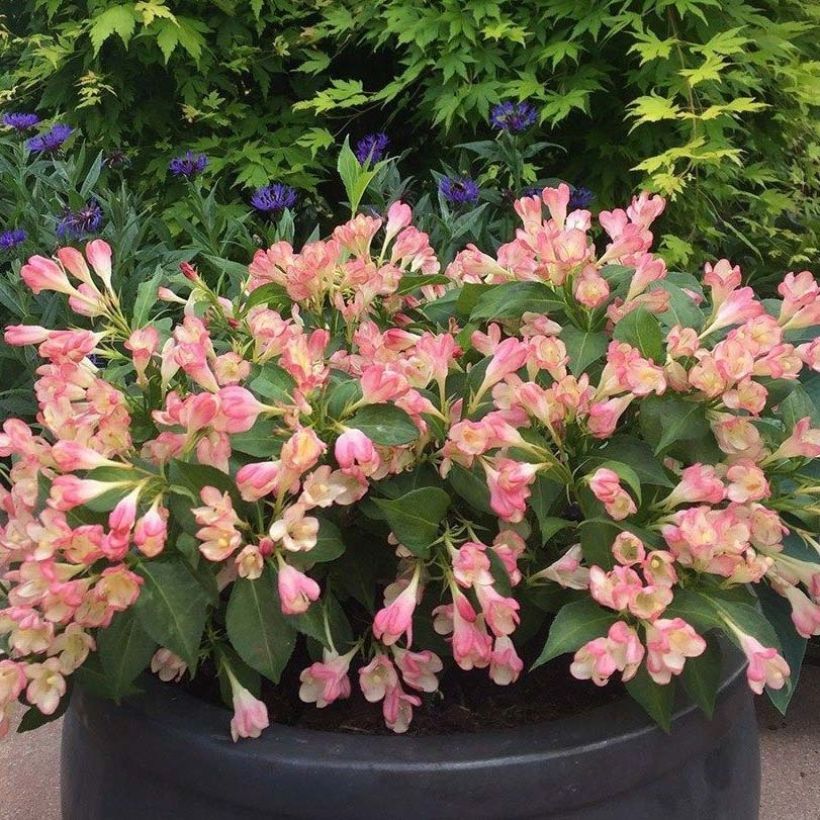 Weigelia All Summer Peach (Flowering)