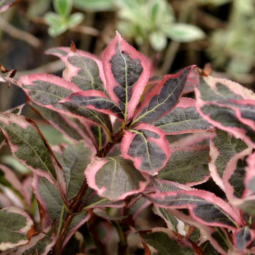 Weigelia florida Monet Verweig (Foliage)