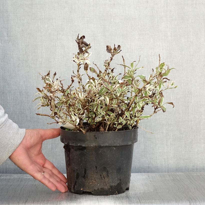 Example of Weigelia florida Monet Verweig Pot de 2L/3L as you get in automne