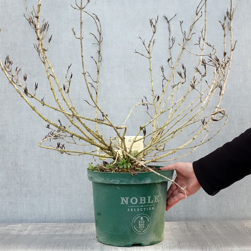 Example of Weigelia florida Polka - Weigela nain Pot de 7,5L/10L as you get in automne