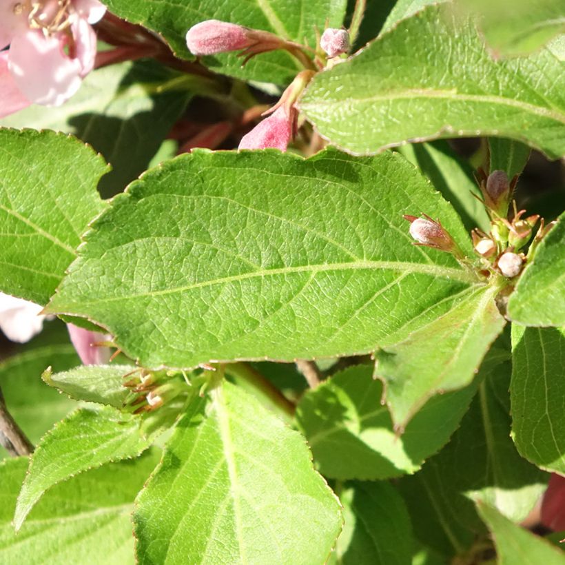Weigelia florida Polka - Weigela nain (Foliage)