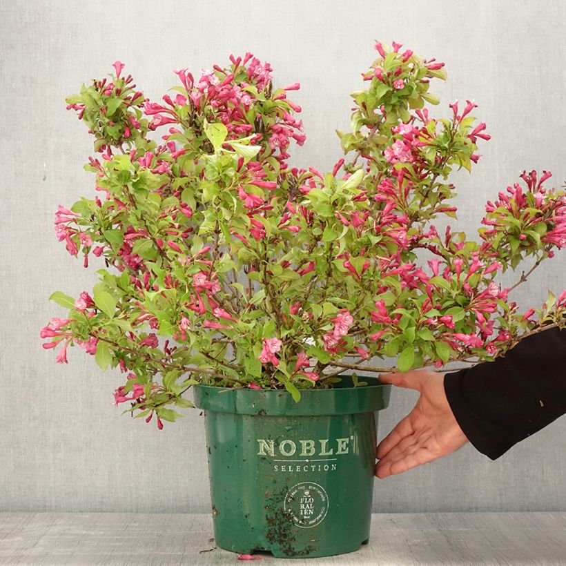 Example of Weigelia florida Princess Ayla Pot de 7,5L/10L as you get in printemps