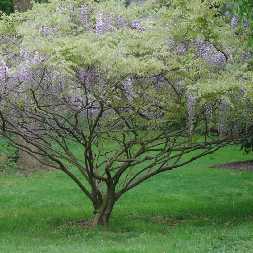 Glycine de Formose - Wisteria formosa (Flowering)
