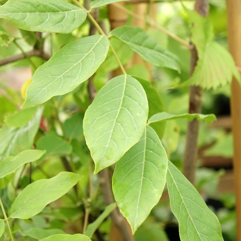 Wisteria venusta Rosea - Glycine du Japon (Foliage)