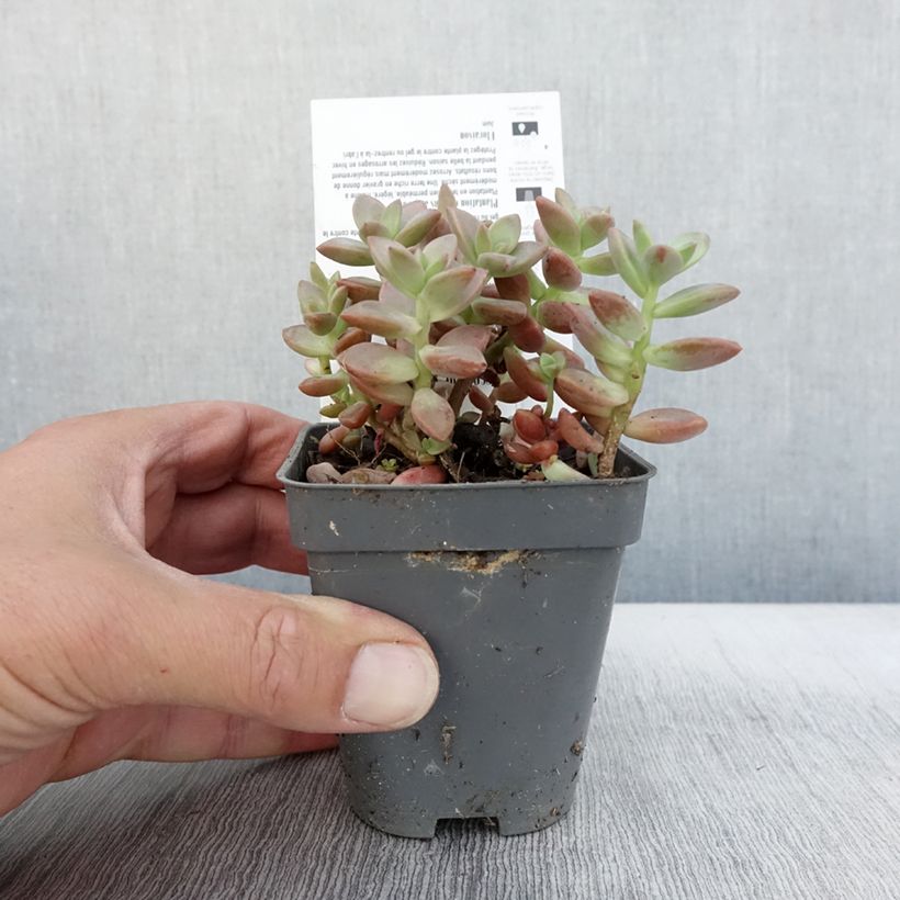 Example of x Graptosedum Bronze - Plante grasse Godet de 8/9 cm as you get in automne