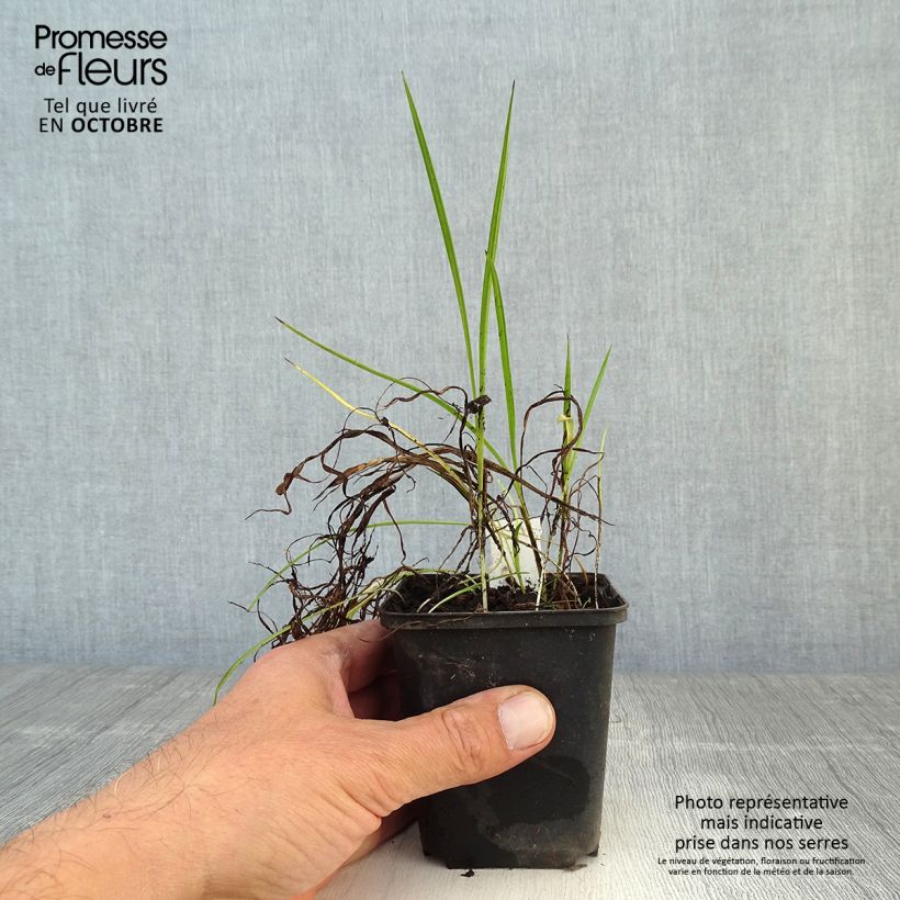 Example of Rhodoxis Ria - Rhodohypoxis Godet de 8/9 cm as you get in automne