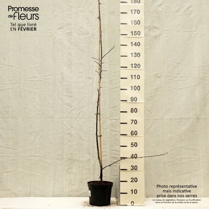 Example of Sorbopyrus auricularis - Poire de Bollwiller Pot de 4L/5L as you get in hiver