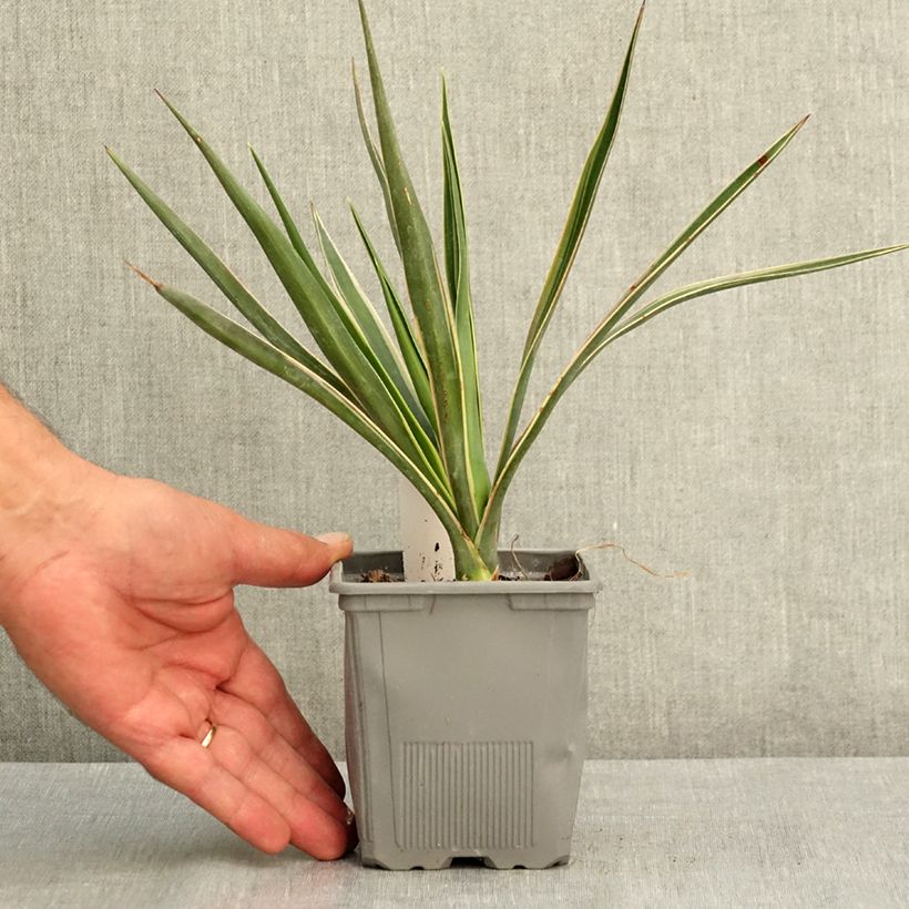 Example of Yucca aloifolia Variegata - Yucca à feuilles d'Aloès Pot de 1L/1,5L as you get in ete