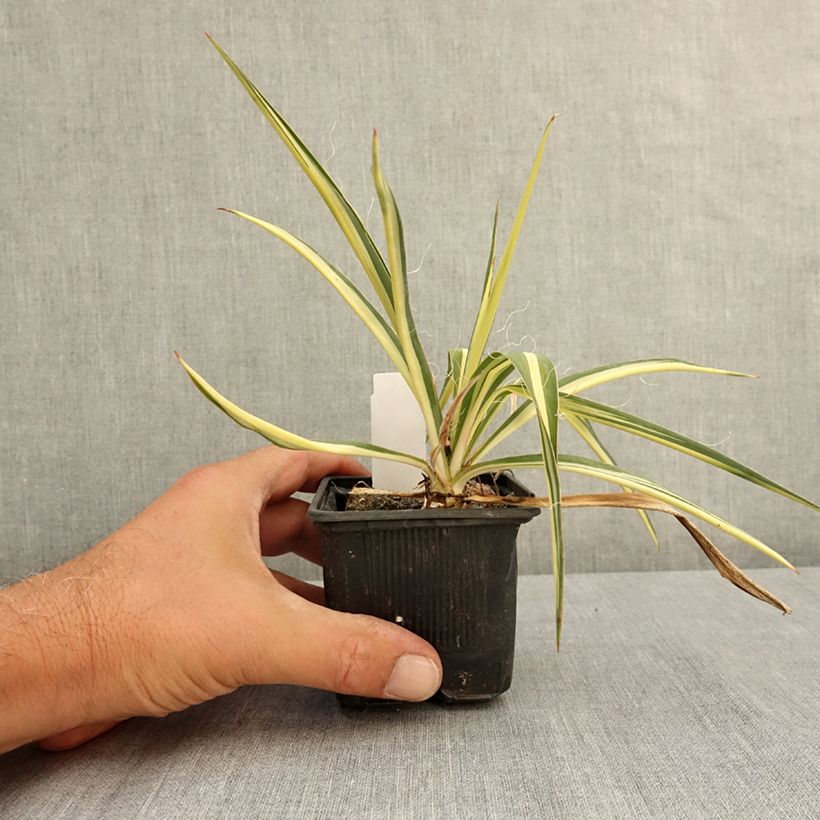 Example of Yucca filamentosa Colour Guard - Yucca filamenteux panaché Godet de 8/9 cm as you get in ete