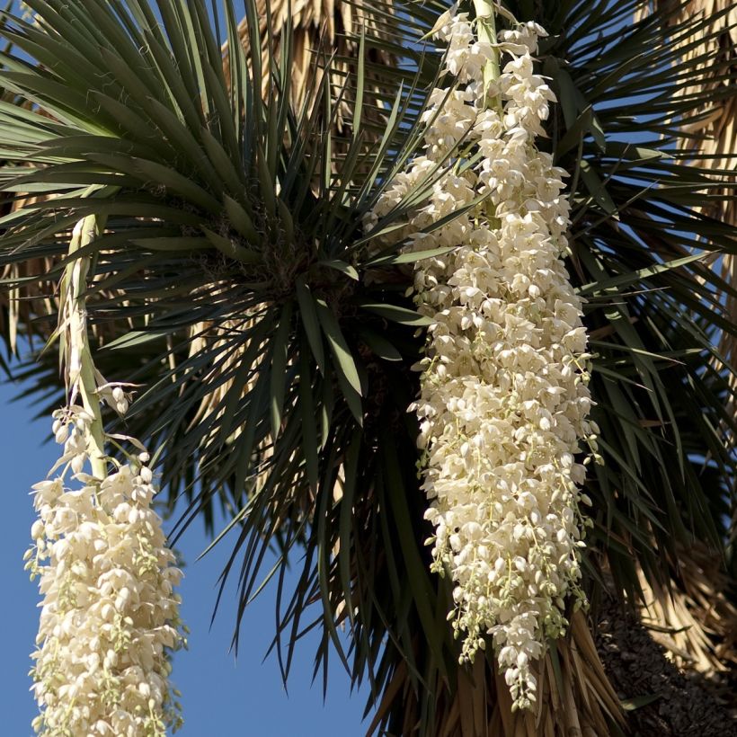 Yucca filifera - Yucca filifère (Flowering)
