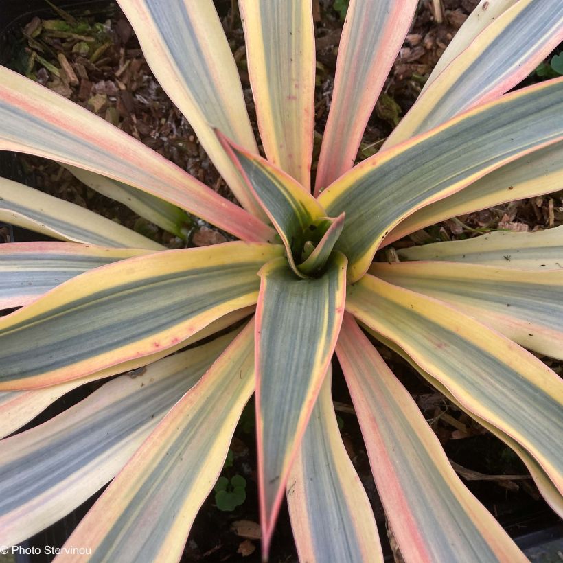 Yucca gloriosa Citrus twist® - Dague espagnole (Foliage)