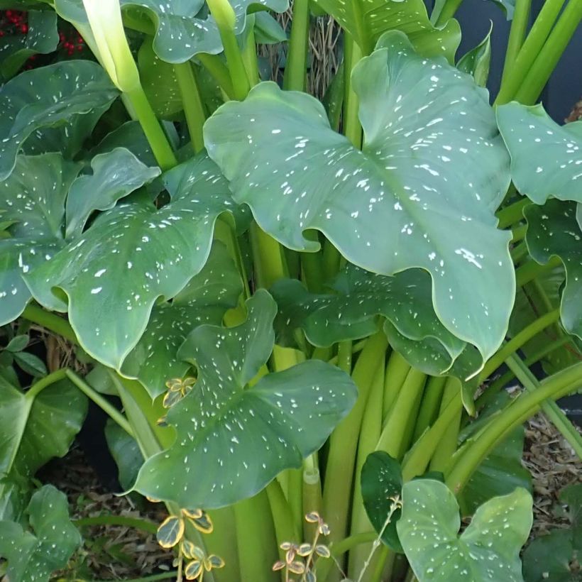 Zantedeschia aethiopica Himalaya - Arum d'Ethiopie géant (Foliage)